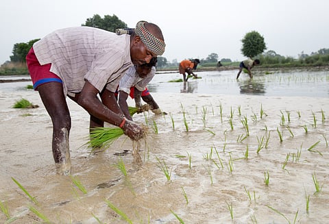 Rice is one of the most important Kharif crops.
