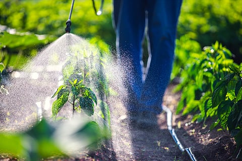 Why rural India’s pesticide exposure is missing from medical diagnoses