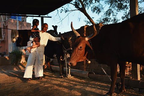 Maharashtra’s Gavli Dhangars face rising livestock losses near Sahyadri Tiger Reserve