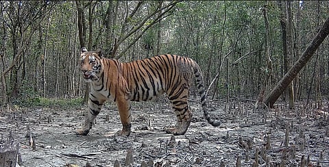 As Sundarbans tigers face climate threats, Bangladesh looks to Chittagong Hill Tracts