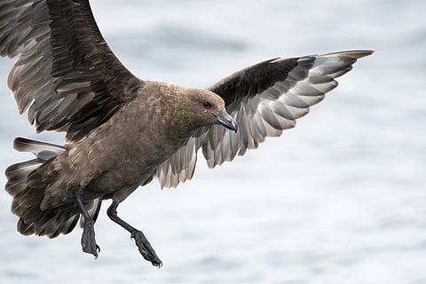 The first case of H5N1 bird flu in Australia has been confirmed. What does this mean?