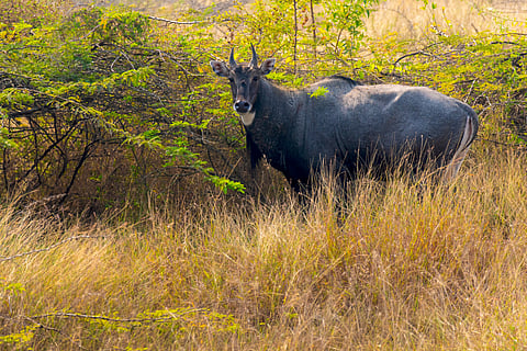 Conflict in the backyard: Bihar’s farmers retreat from cash crops as nilgai and wild boars spread across the plains