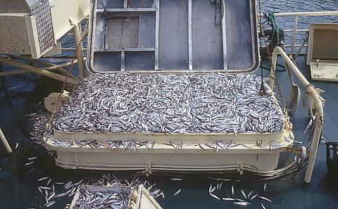 Between 1950 and 2022, industrial fleets decimated fisheries in one North Atlantic archipelago by overfishing
