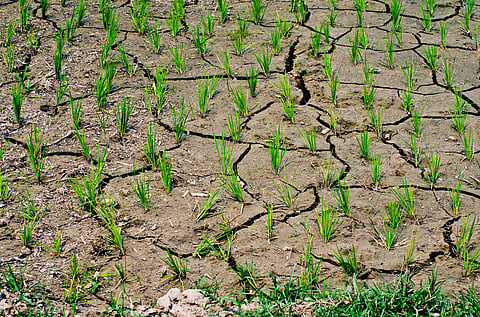 India among countries most exposed as El Niño threatens rainfed crops, FAO says
