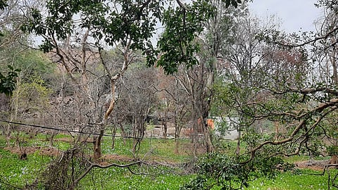 Hundreds of fruit and medicinal trees in the Parson Temple complex in Faridabad have died after coming into contact with water from Barkal Lake.