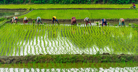 Kharif sowing sees drop of 23% this year, courtesy June monsoon deficit