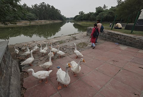 Life returns to Sanjay Lake in Delhi