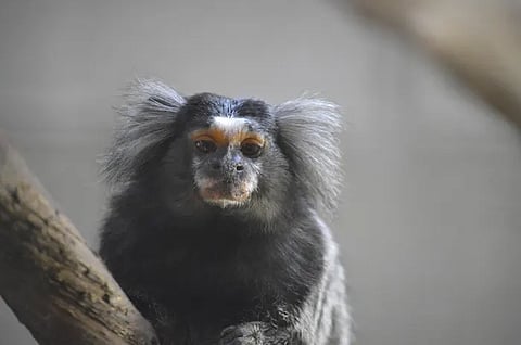 Exotic pet trade in India booming, caught in the net of legal, illegal and organised crime