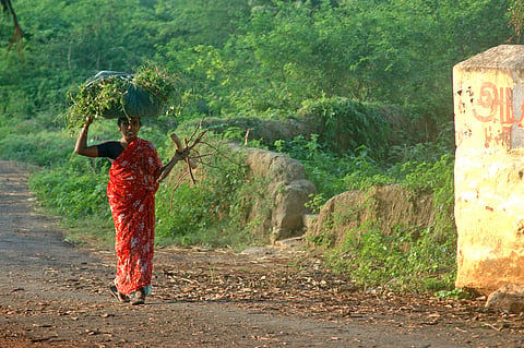 As India engineers nutrition, it needs to lean on the invisible supermarket that costs nothing