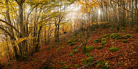 Vanishing woods: Trees in French forests are dying prematurely, indicating climate-driven forest decline