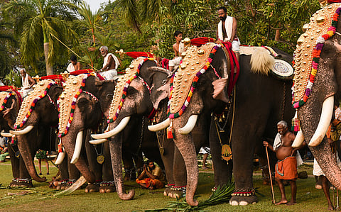 Why Kerala should adopt a sentience-rights-based approach in governing captive elephants