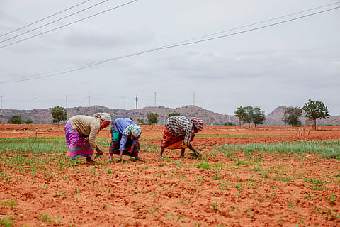 El Niño impact? Monsoon rainfall deficit slows kharif sowing across India, leaving planting 20% behind last year