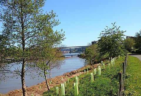 Cities that breathe: Lessons from England’s community forests for urban India