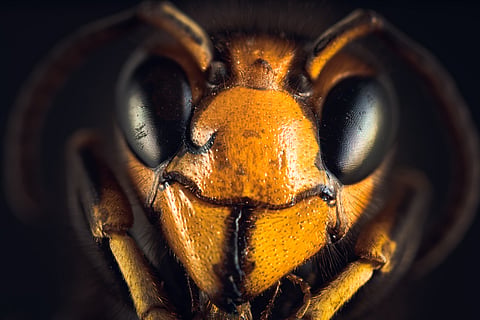 Big bees have the most to lose as global CO₂ levels rise: new research