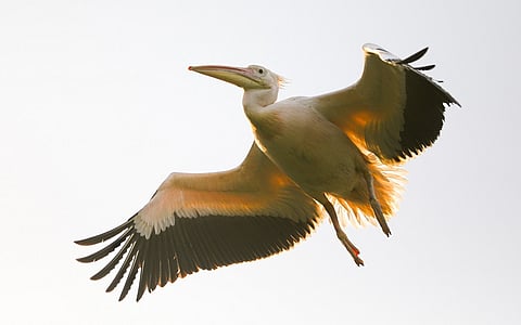 A beacon for the health of wetlands
