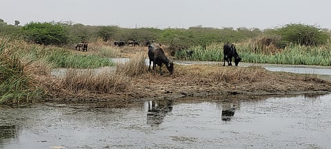Soaring fodder prices, drying lakes and stalled drought declaration leave Maldhari herders and their livestock exposed to a deepening climate shock.