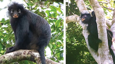 First sighted in 2008, rare, orange-mouthed monkey is a new primate species from Africa