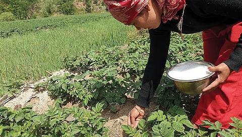 A farmer adds urea fertiliser to potato field in Himachal Pradesh