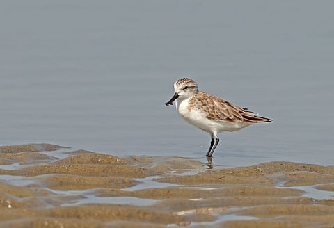 The spoon-billed sandpiper, a small wading bird, flies nearly 5,000 miles (8,000 km) on its annual migration.
