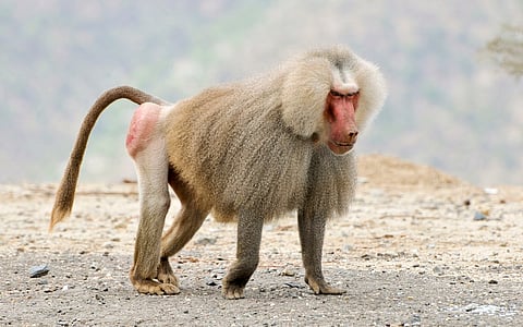 Baboons today have a negative image across Africa. Yet Ancient Egyptians deified the Hamadryas species. Here is why