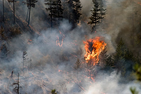 The dangerous climate driving California’s wildfires — and a warning for Australia