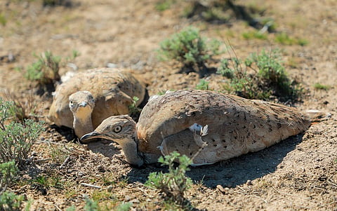 Vulnerable bustard species being captive-bred and released to restore Aral Sea, destroyed by Soviet folly