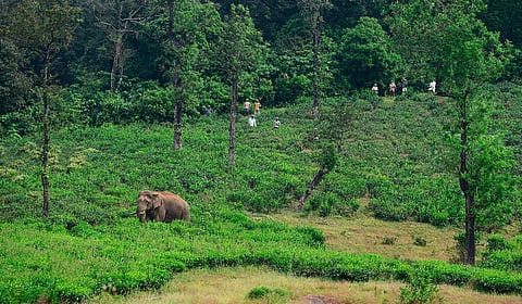 There could be more elephant-human encounters in India during the next four years, predicts study