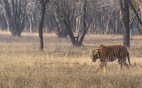 Rethinking conservation: Why India’s approach to tiger conservation is essentially flawed