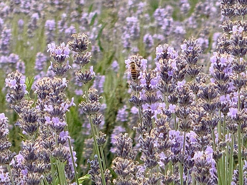 Lavender blooms at Bonera Farm in Pulwama, Jammu & Kashmir. Bees forage among the flowers, collecting nectar for lavender honey. Beekeeping colonies are maintained within the lavender fields to support honey production.