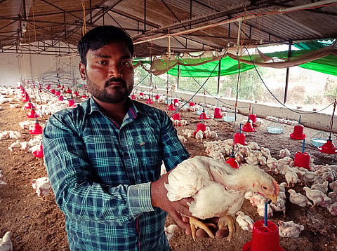 Industrial poultry farming leading cause of food poisoning: Study