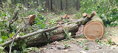 India needs to rethink the way it approaches environmental compensation