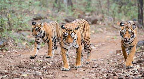 Rethinking conservation: There is a boom in India’s tigers and most of it its outside protected areas