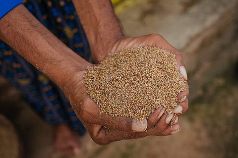The grain the horses found