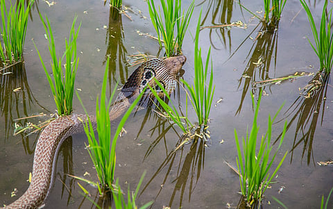 The snake in India’s fields is not the enemy