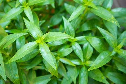 Green chiretta (Andrographis paniculata)