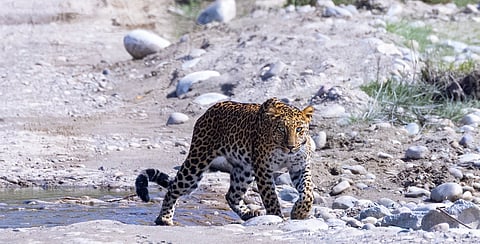 Western Uttar Pradesh is now as much a leopard landscape as it is an agricultural one