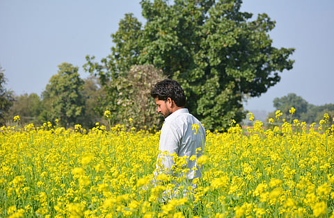 More than weeds: Why herbicide-tolerant mustard doesn’t fit Indian farms