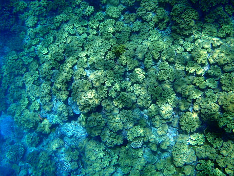 Coral bleaching events becoming more frequent, leaving reefs little time to recover