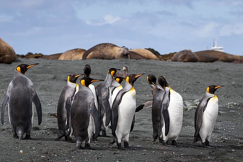A group of King penguins stands on a black sand beach at Macquarie Island, an Australian Antarctic Territory.