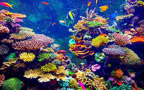 Climate change is strengthening El Niño, corals reveal