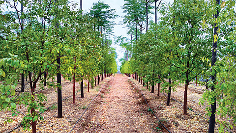 Sandalwood, reborn