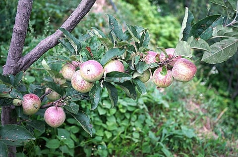 A still of an apple cluster from an orchard in Mukteshwar.