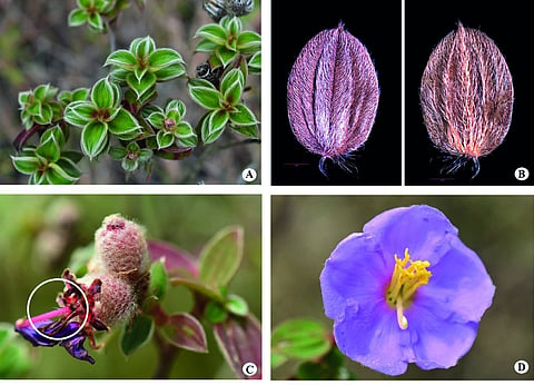 Osbeckia ulotricha, clockwise from top left: leafy twigs; the upper and lower sides of the leaf; a stylar hair in a withering flower; and the flower.