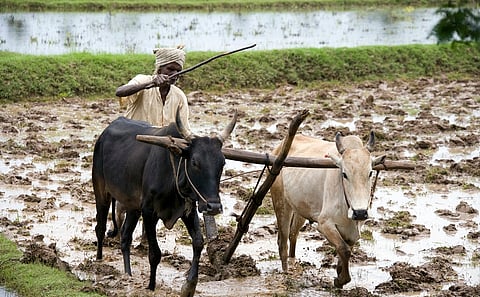 India needs a human-centred and farmer-centred model of agricultural AI