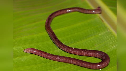 Gegeneophis chandgadi