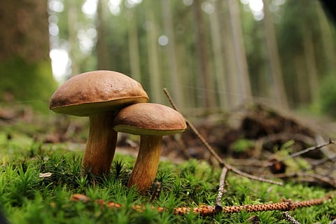 Forests at the heart of food security, nutrition and livelihood: FAO