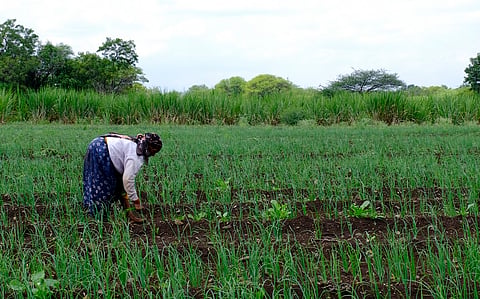 Women farmer producer companies can redefine gender roles and champion agri-entrepreneurs