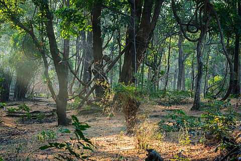 Madhya Pradesh forest department withdraws directive on community forest rights claims after protests
