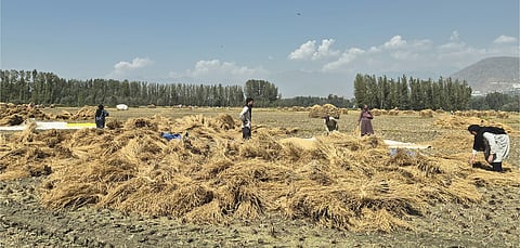 Favourable weather gives Kashmir’s paddy farmers their best harvest in years