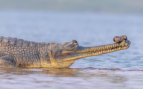 New species of extinct crocodilian, similar to North India’s ‘gharial’, discovered in Egypt: Study